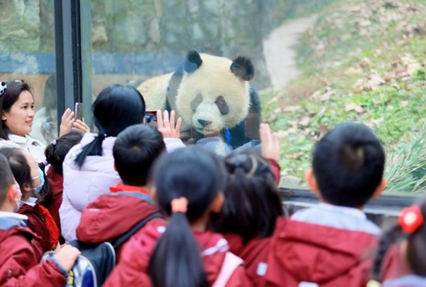 CCTF Launches Panda Protection Charitable Project in Dujiangyan