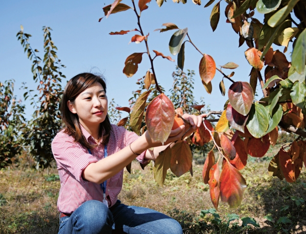 Young Entrepreneur Develops Persimmon Businesses, Helps Rural Women Increase Incomes