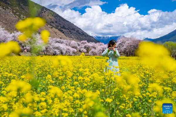 View of Blooming Flowers in China's Xizang