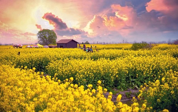 Xinghua Mecca for Rapeseed Flowers