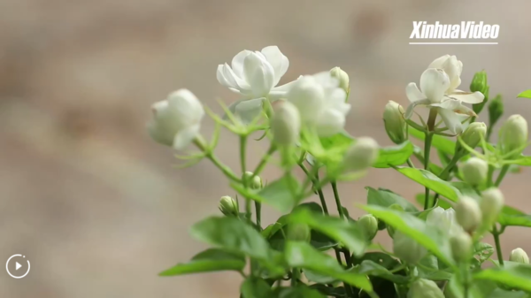 Savoring Chinese Tea | Reviving Millennium-Old Liubao Tea Along the Maritime Silk Road