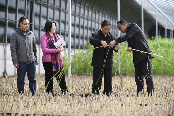 How Chinese Hybrid Grass Technology Is Changing the World for the Better