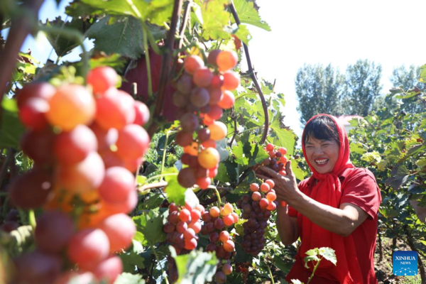 7th Chinese Farmers' Harvest Festival Celebrated Across China
