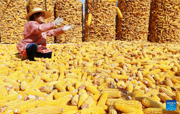 7th Chinese Farmers' Harvest Festival Celebrated Across China