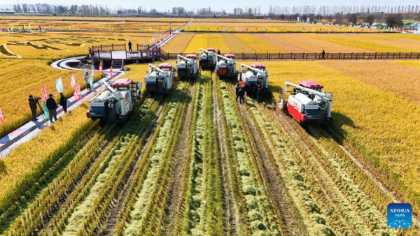 7th Chinese Farmers' Harvest Festival Celebrated Across China