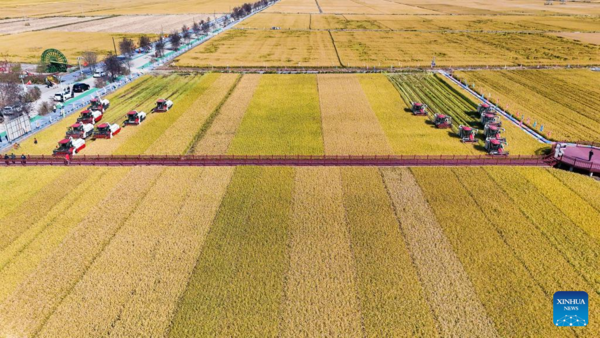 7th Chinese Farmers' Harvest Festival Celebrated Across China
