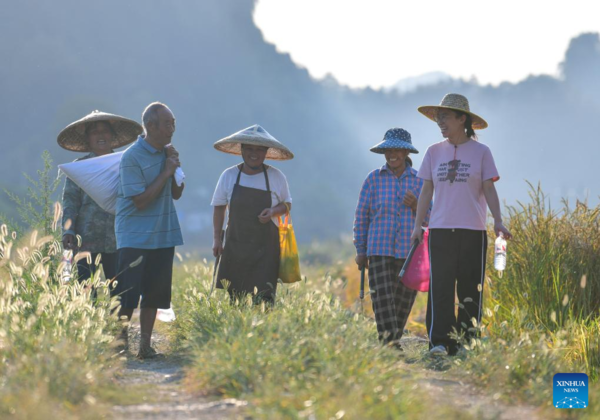 Young Village Worker Helps Villagers Develop Rice Seed Production Industry in SW China