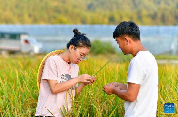 Young Village Worker Helps Villagers Develop Rice Seed Production Industry in SW China