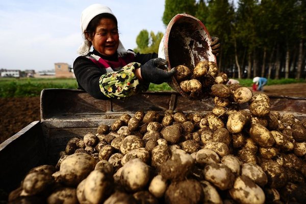 BRI Stories | China, Peru Join Forces in Potato Breeding, Production