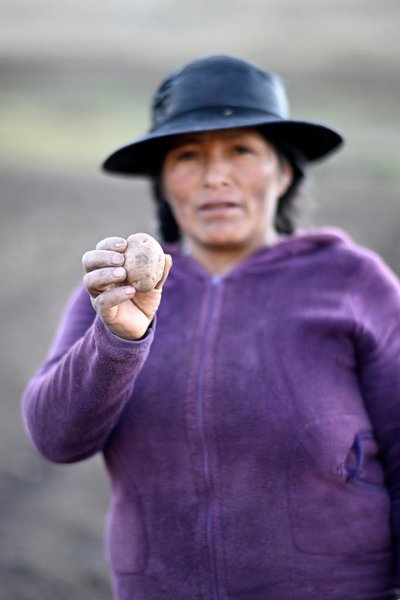BRI Stories | China, Peru Join Forces in Potato Breeding, Production