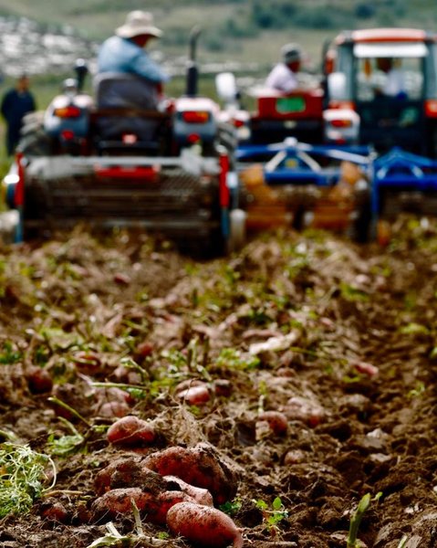 BRI Stories | China, Peru Join Forces in Potato Breeding, Production