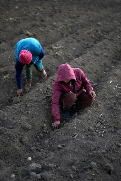 BRI Stories | China, Peru Join Forces in Potato Breeding, Production