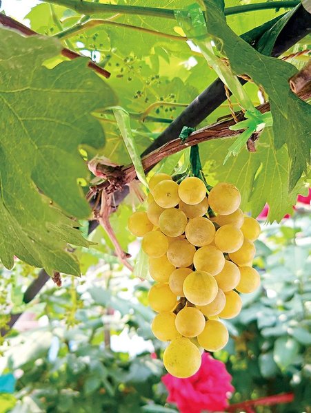 Mouth-Watering Glass Grapes Deliver Happiness, Prosperity
