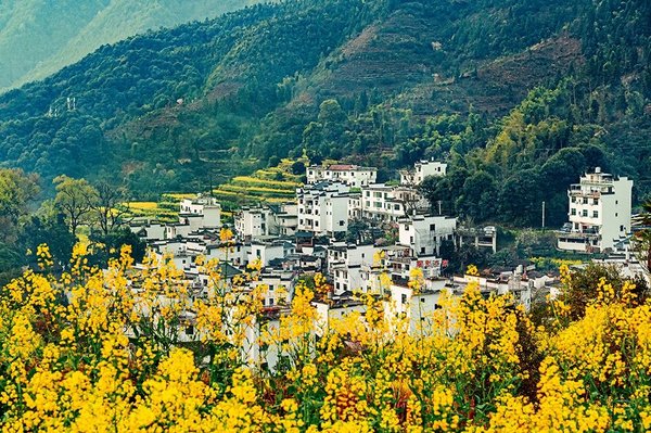 Discovery | Spring in Wuyuan: When Hui-Style Architecture Meets Rapeseed Flowers