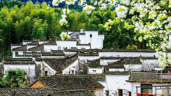 Discovery | Spring in Wuyuan: When Hui-Style Architecture Meets Rapeseed Flowers