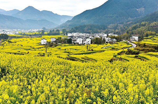 Discovery | Spring in Wuyuan: When Hui-Style Architecture Meets Rapeseed Flowers