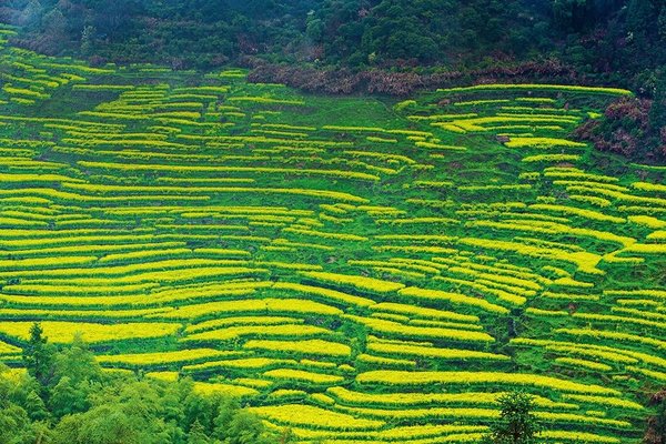 Discovery | Spring in Wuyuan: When Hui-Style Architecture Meets Rapeseed Flowers