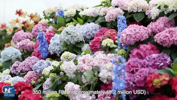 Jiangxi's Floral Economy: A $49.2M Rural Success Story!