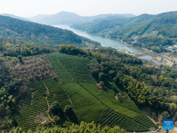 Harvest Season of Spring Tea Arrives in Zhejiang