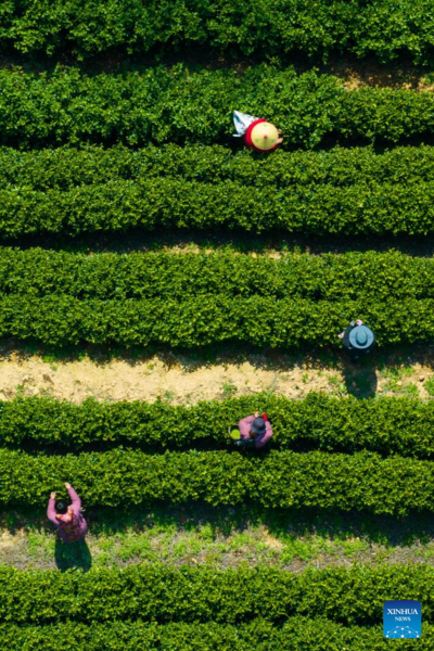 Harvest Season of Spring Tea Arrives in Zhejiang