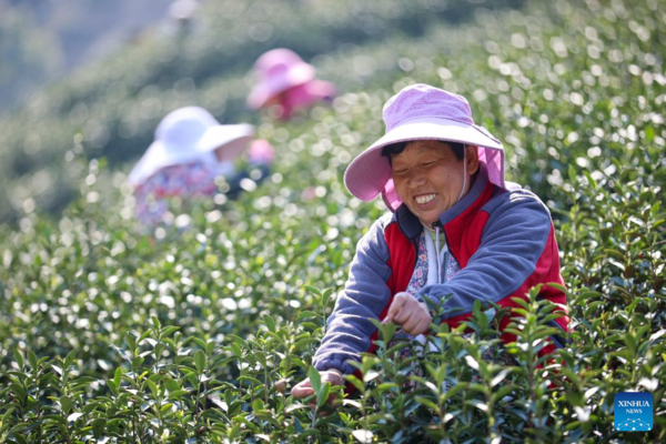 Harvest Season of Spring Tea Arrives in Zhejiang