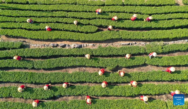 Harvest Season of Spring Tea Arrives in Zhejiang