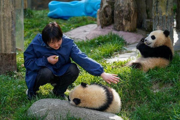 A Keeper Grows Alongside Giant Pandas