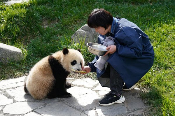 A Keeper Grows Alongside Giant Pandas