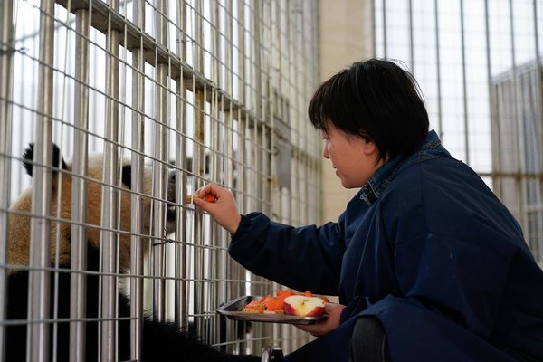 A Keeper Grows Alongside Giant Pandas