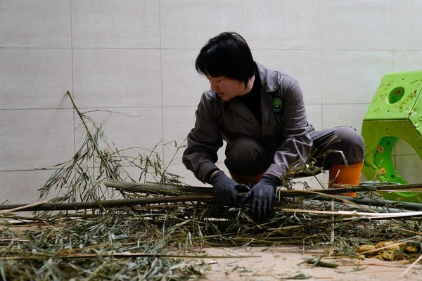 A Keeper Grows Alongside Giant Pandas