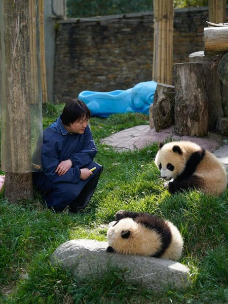A Keeper Grows Alongside Giant Pandas