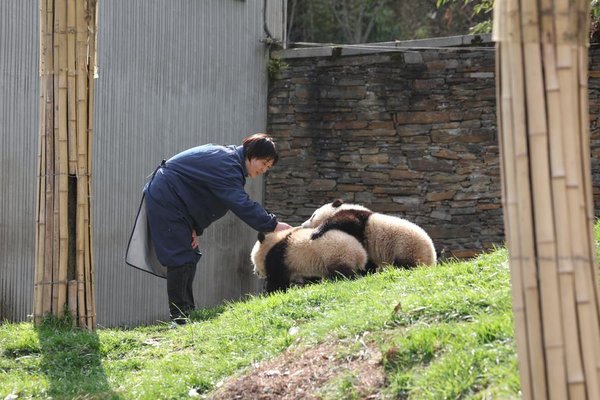 A Keeper Grows Alongside Giant Pandas