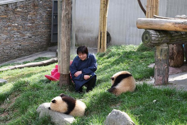 A Keeper Grows Alongside Giant Pandas