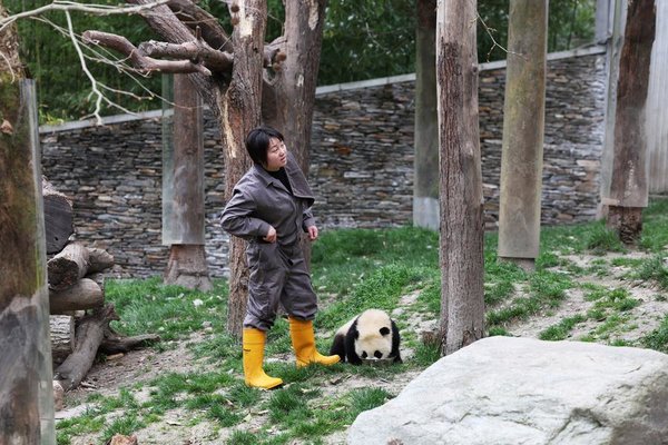 A Keeper Grows Alongside Giant Pandas