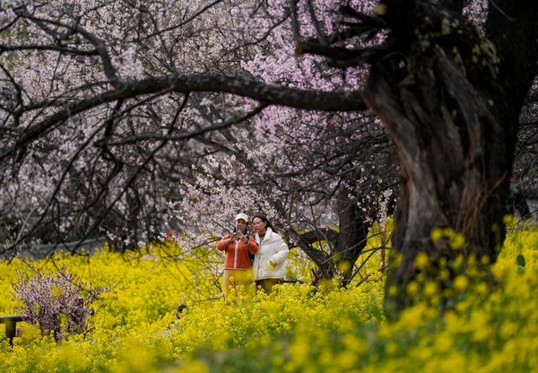 Nyingchi in SW China's Xizang Boosts Tourism with Flower Viewing