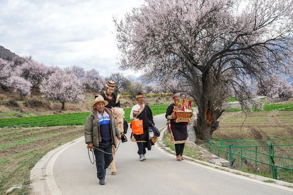 Nyingchi in SW China's Xizang Boosts Tourism with Flower Viewing