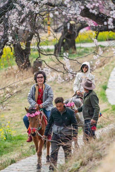 Nyingchi in SW China's Xizang Boosts Tourism with Flower Viewing