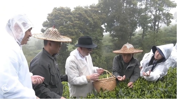 China's White Tea Culture Unique Heritage: Experts